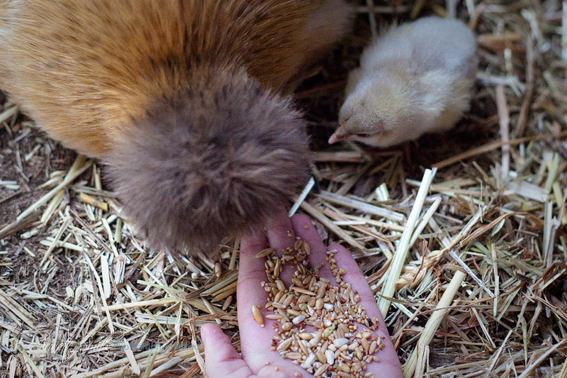 mum teaching peep to eat from our hands