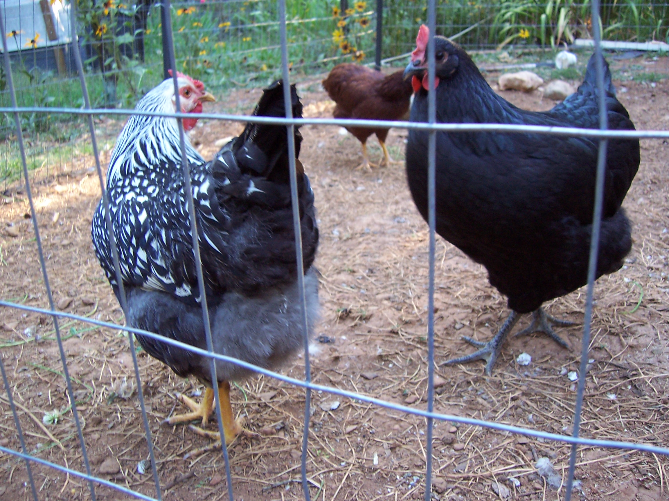 Mumble and Licorice, the ones that are laying. :)