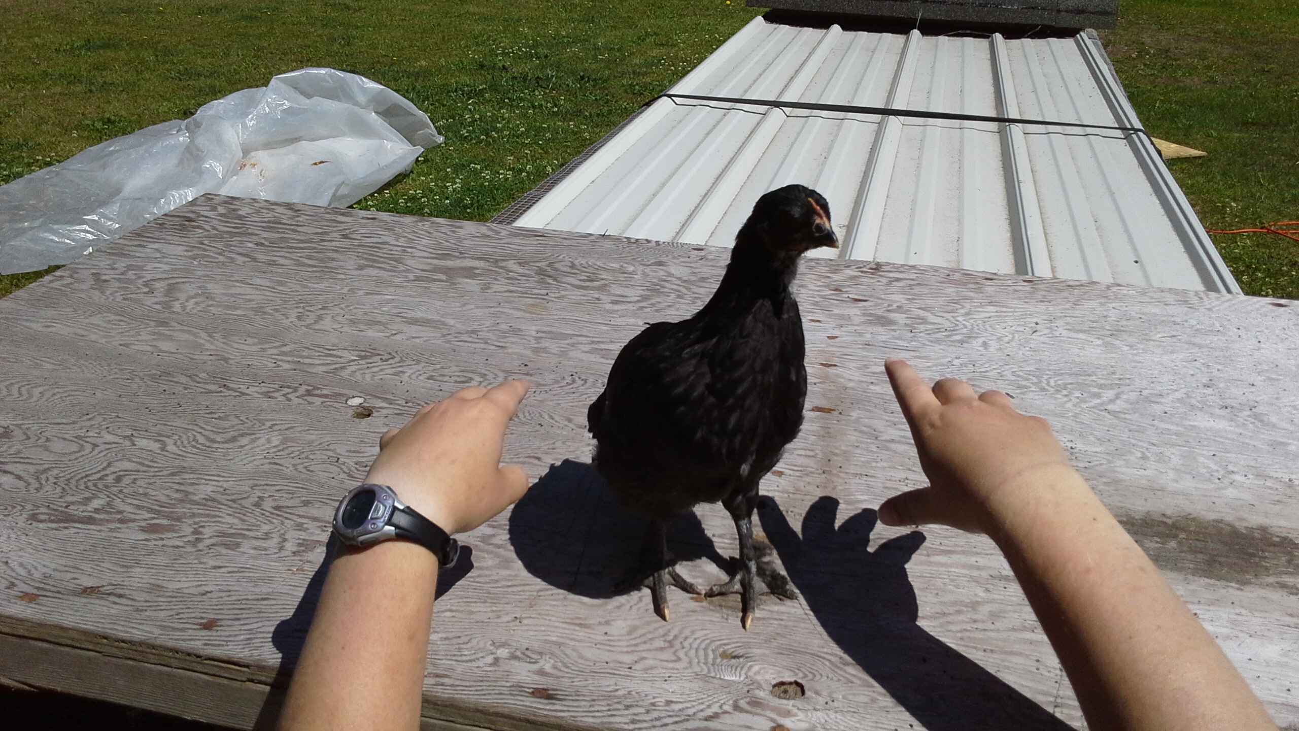Mumbles,  the littlest one.