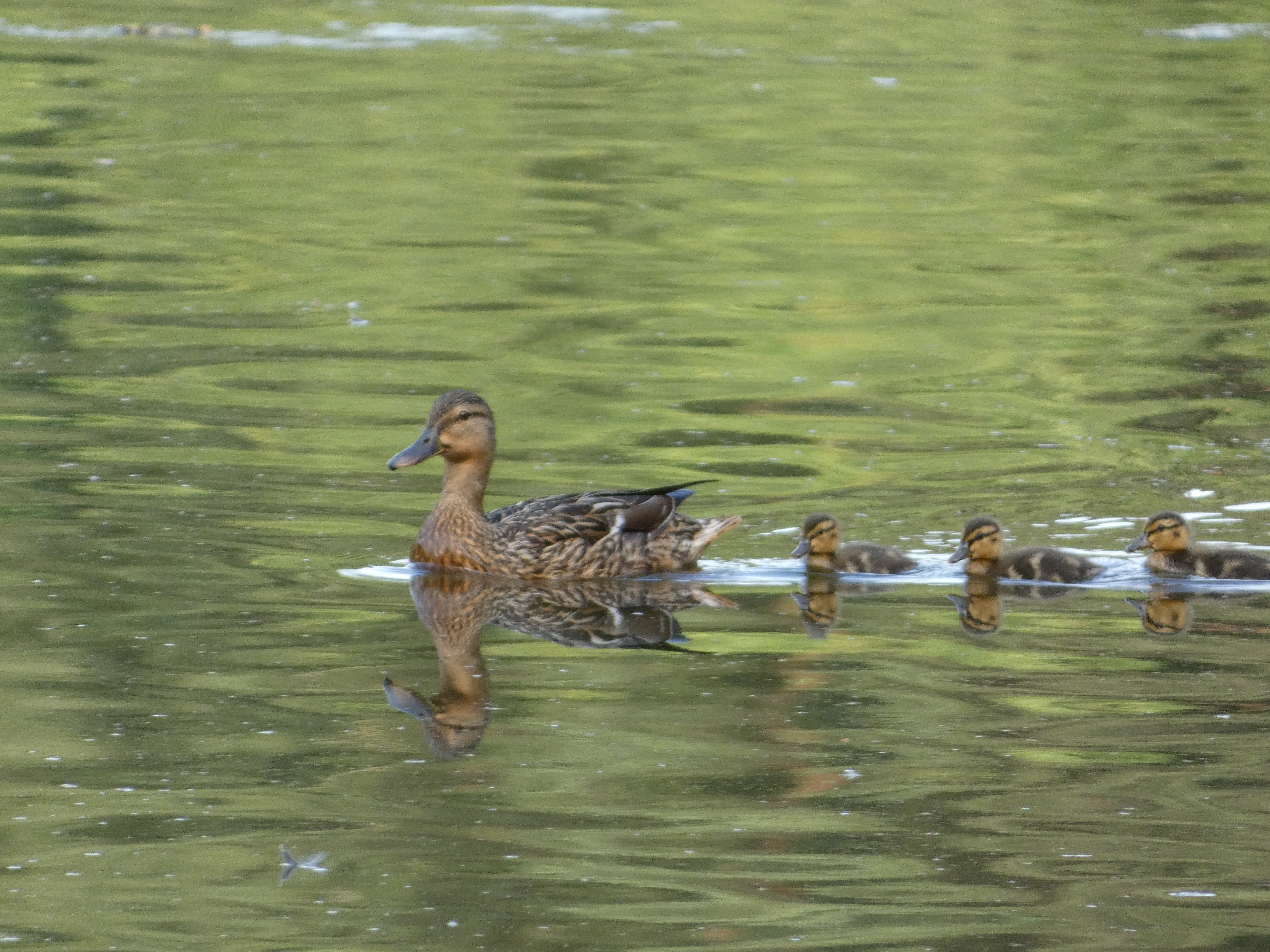 Mummy and her Ducklings