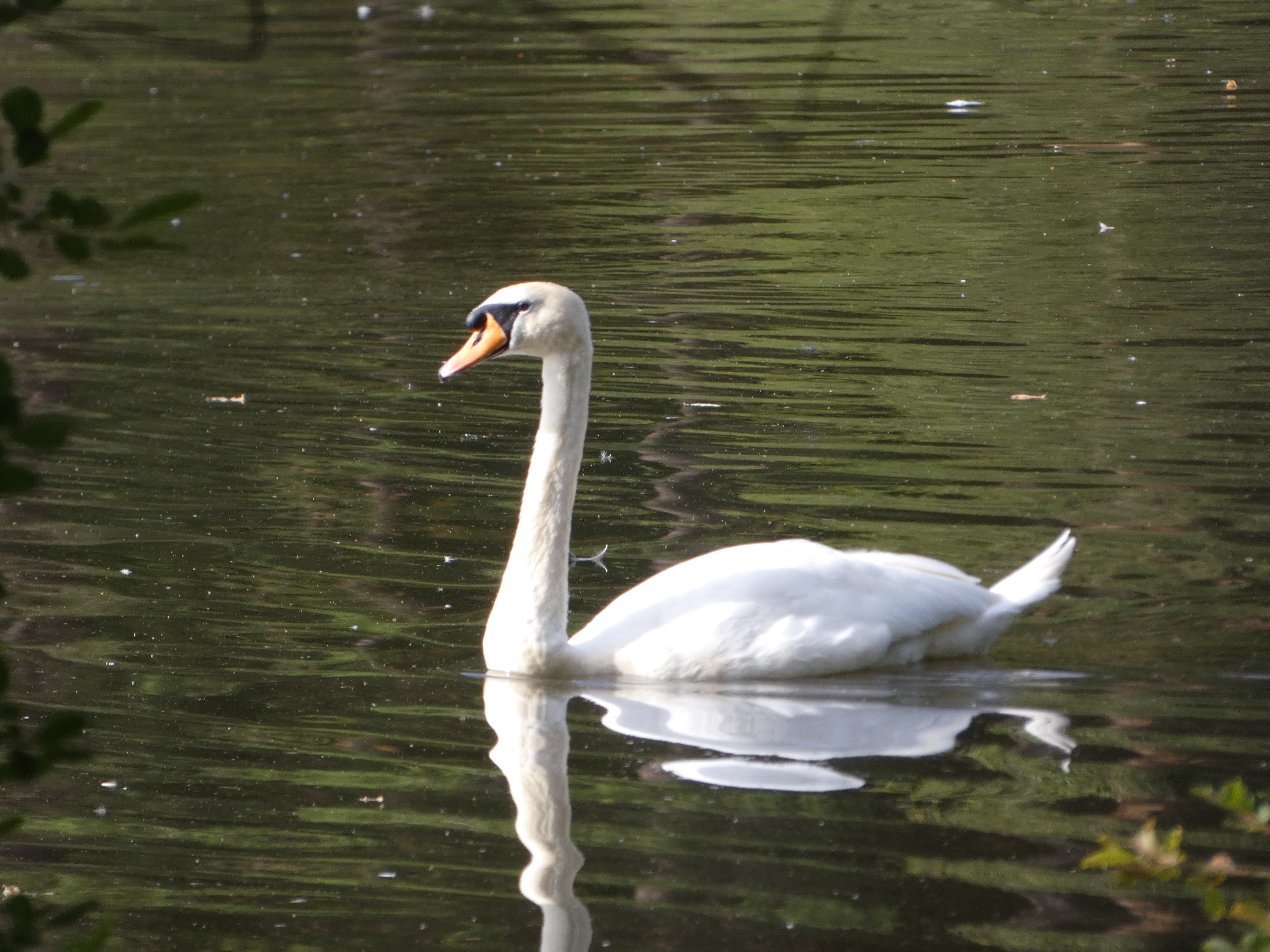 Mummy Swan