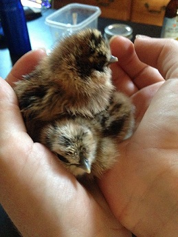 Munch's first Babies