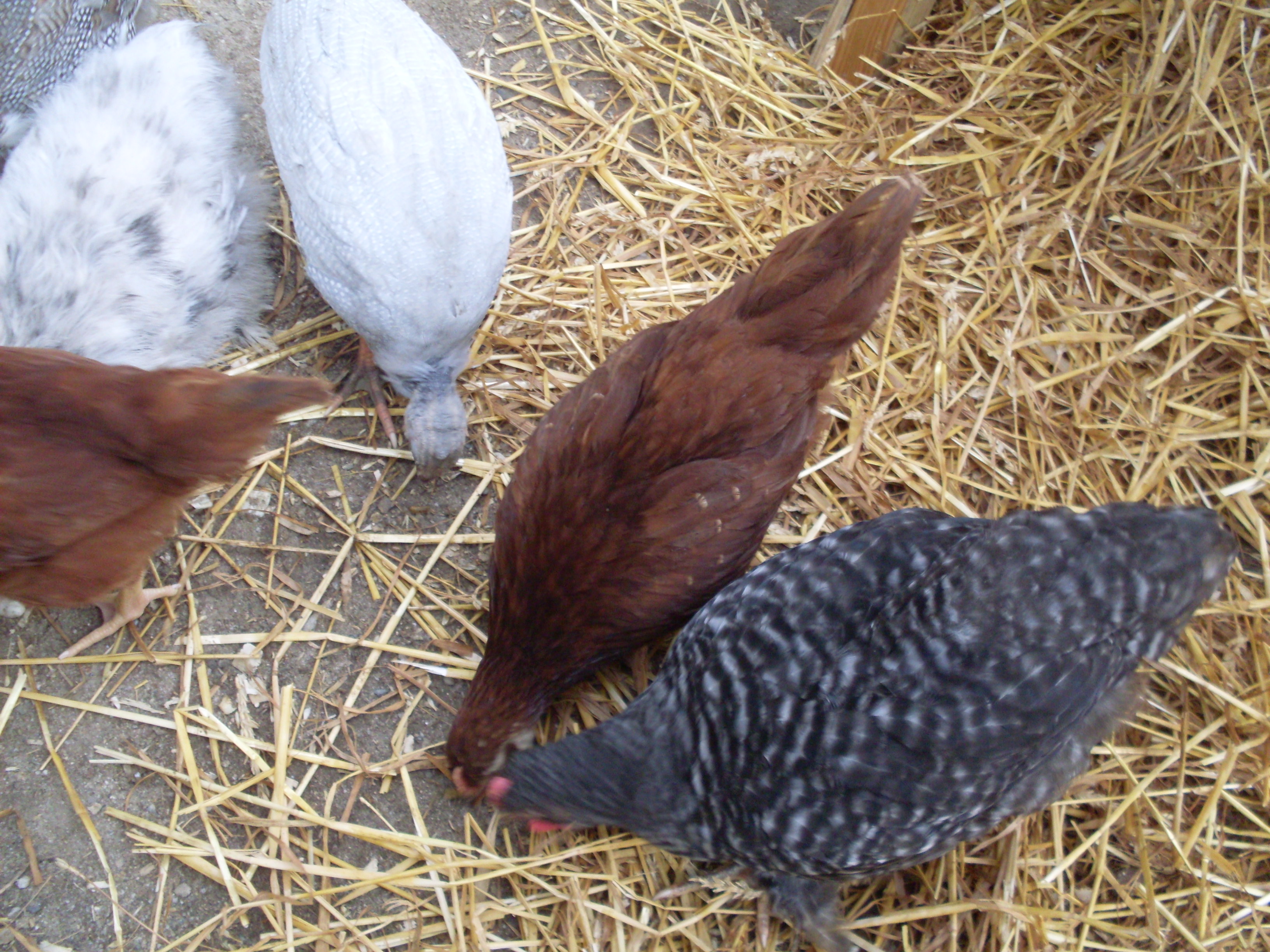 Murphy, Punch, Mo, Violet, Zoey