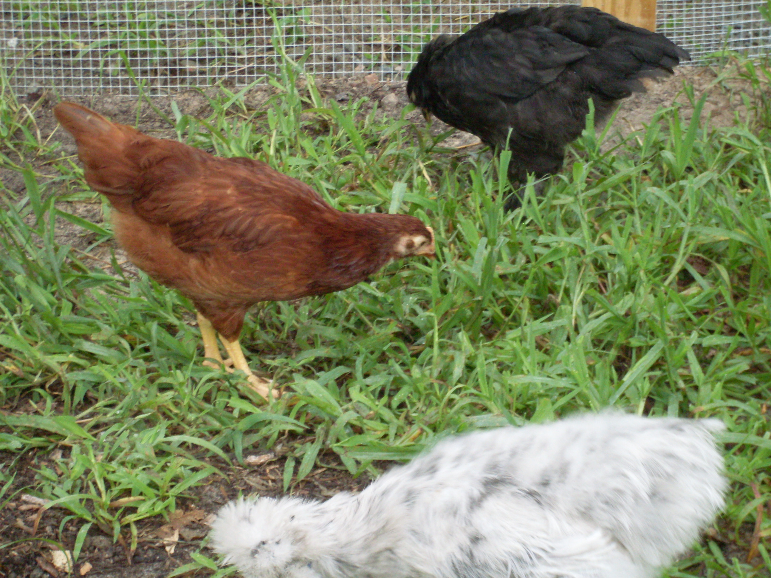 Murphy, Zhelly, Mo