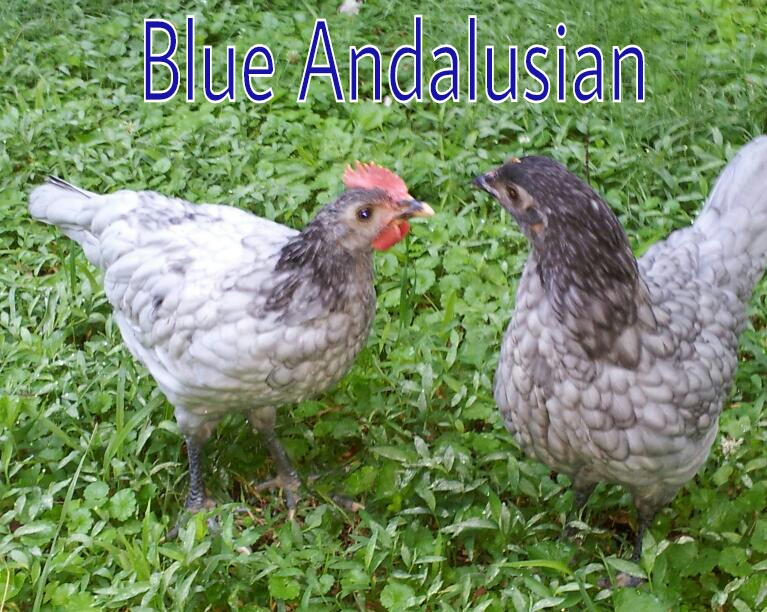 Murray McMurray Hatchery 9 week old Blue Andalusian cockerel and pullet