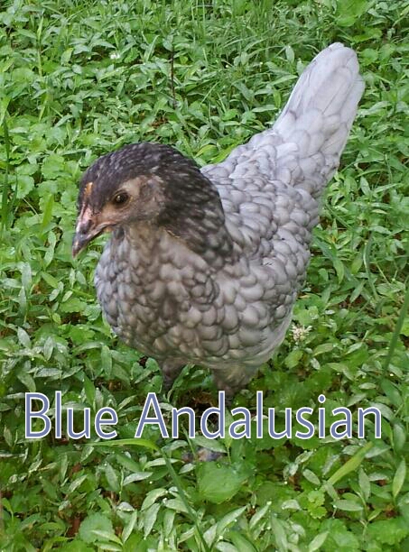 Murray McMurray Hatchery 9 week old Blue Andalusian pullet