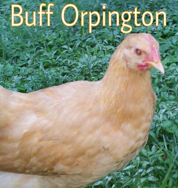 Murray McMurray Hatchery 9 week old Buff Orpington