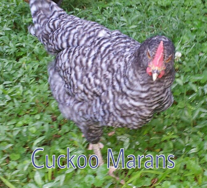 Murray McMurray Hatchery 9 week old Cuckoo Marans cockerel