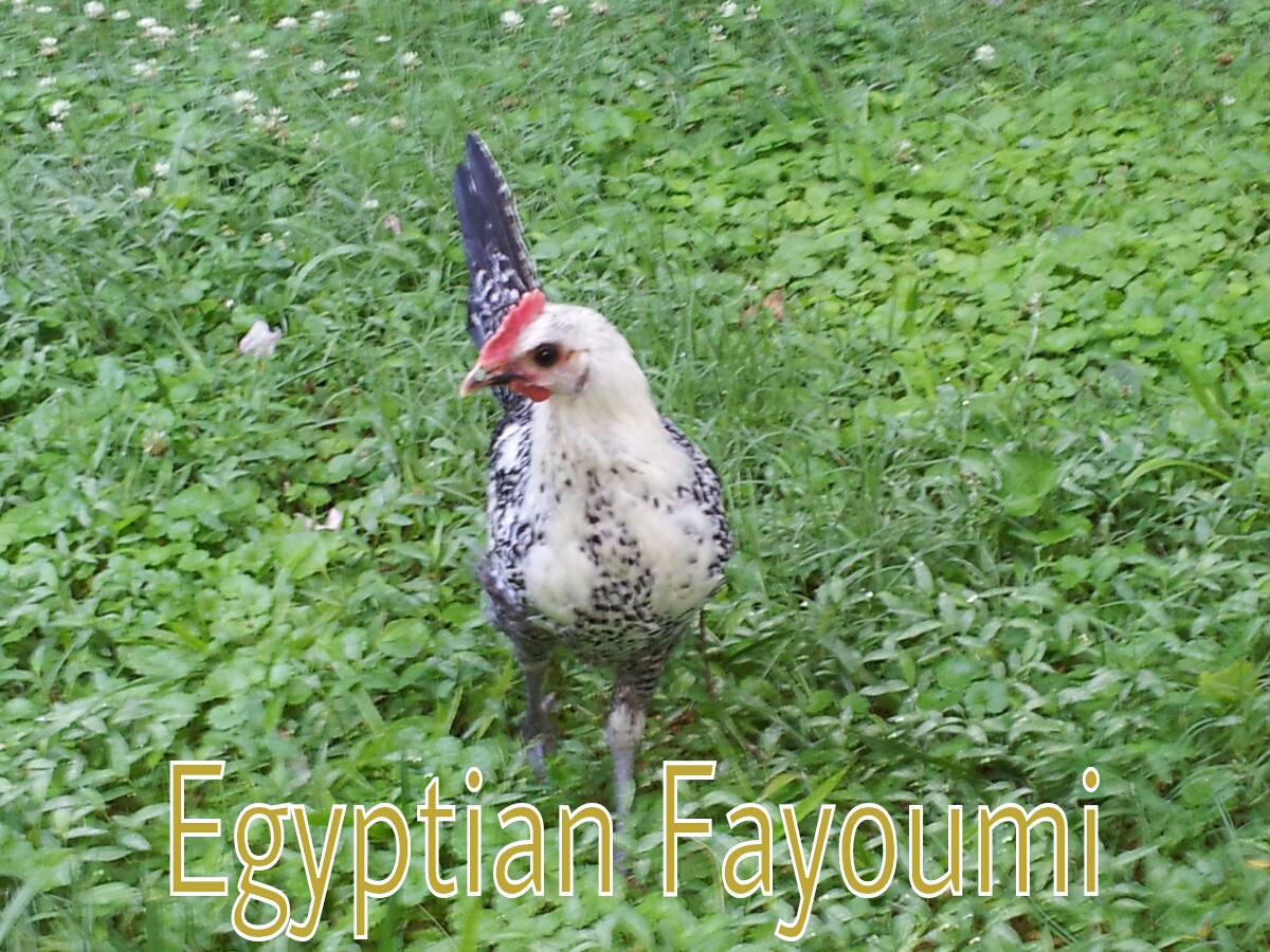 Murray McMurray Hatchery 9 week old Egyptian Fayoumi cockerel