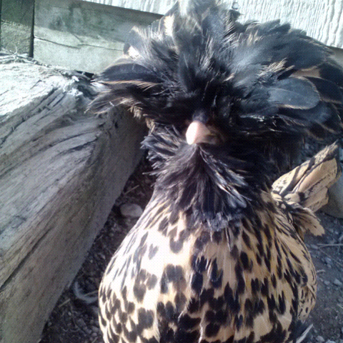 Musafina says hello! <3 (Golden polish crested)