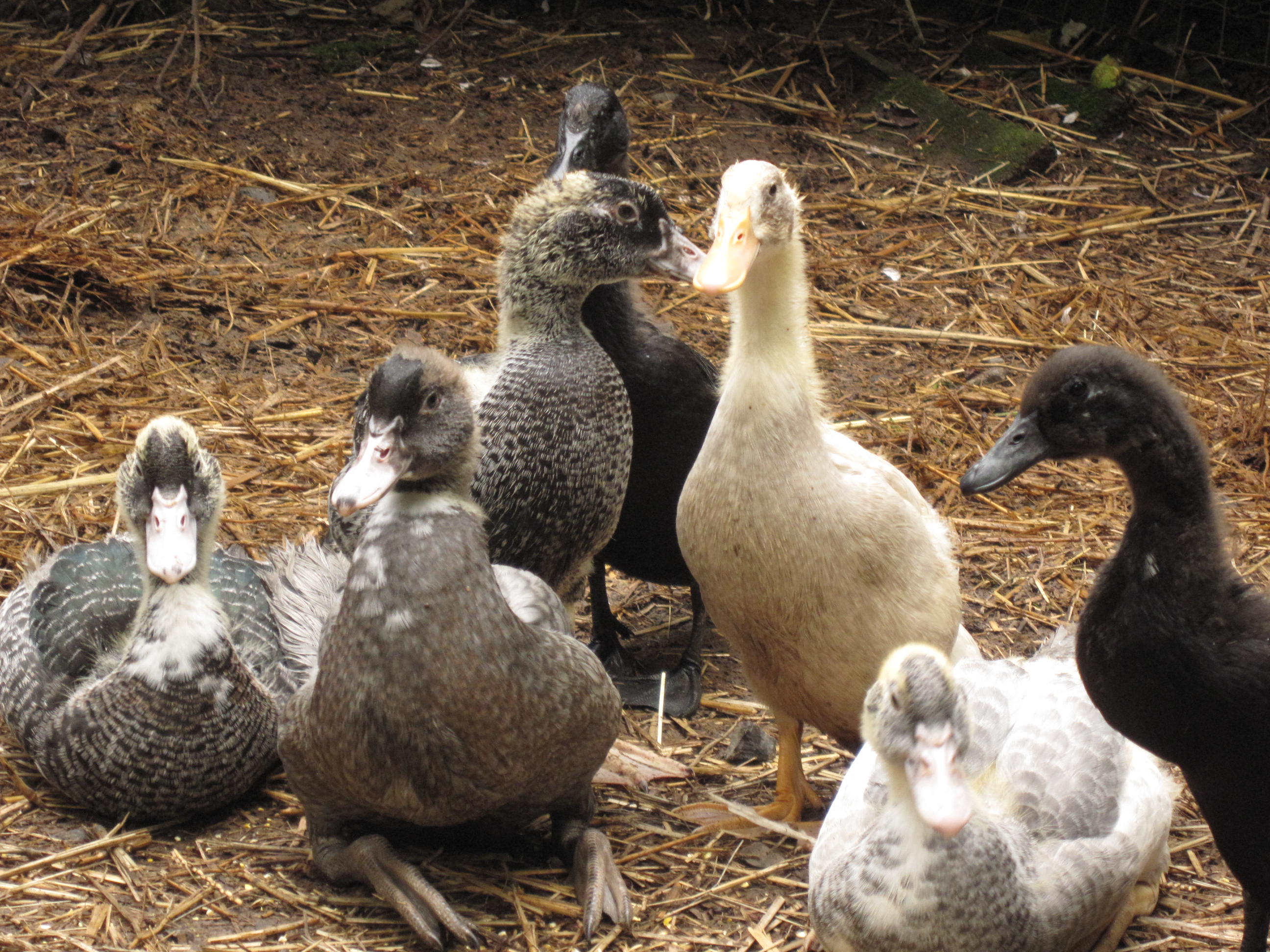 muscovy and runner ducklings