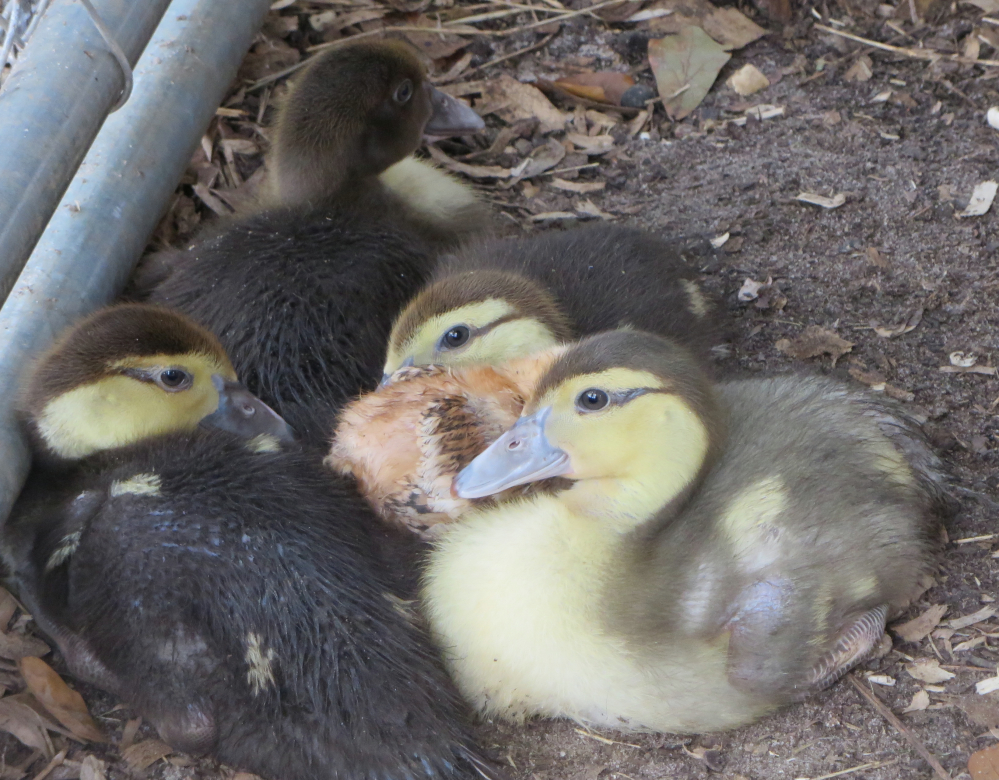 Muscovy babies and chuck the chicken hiding in the middle
