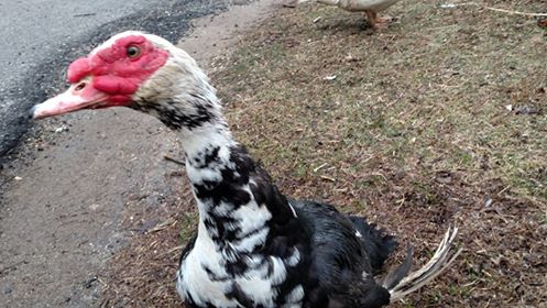 Muscovy Drake