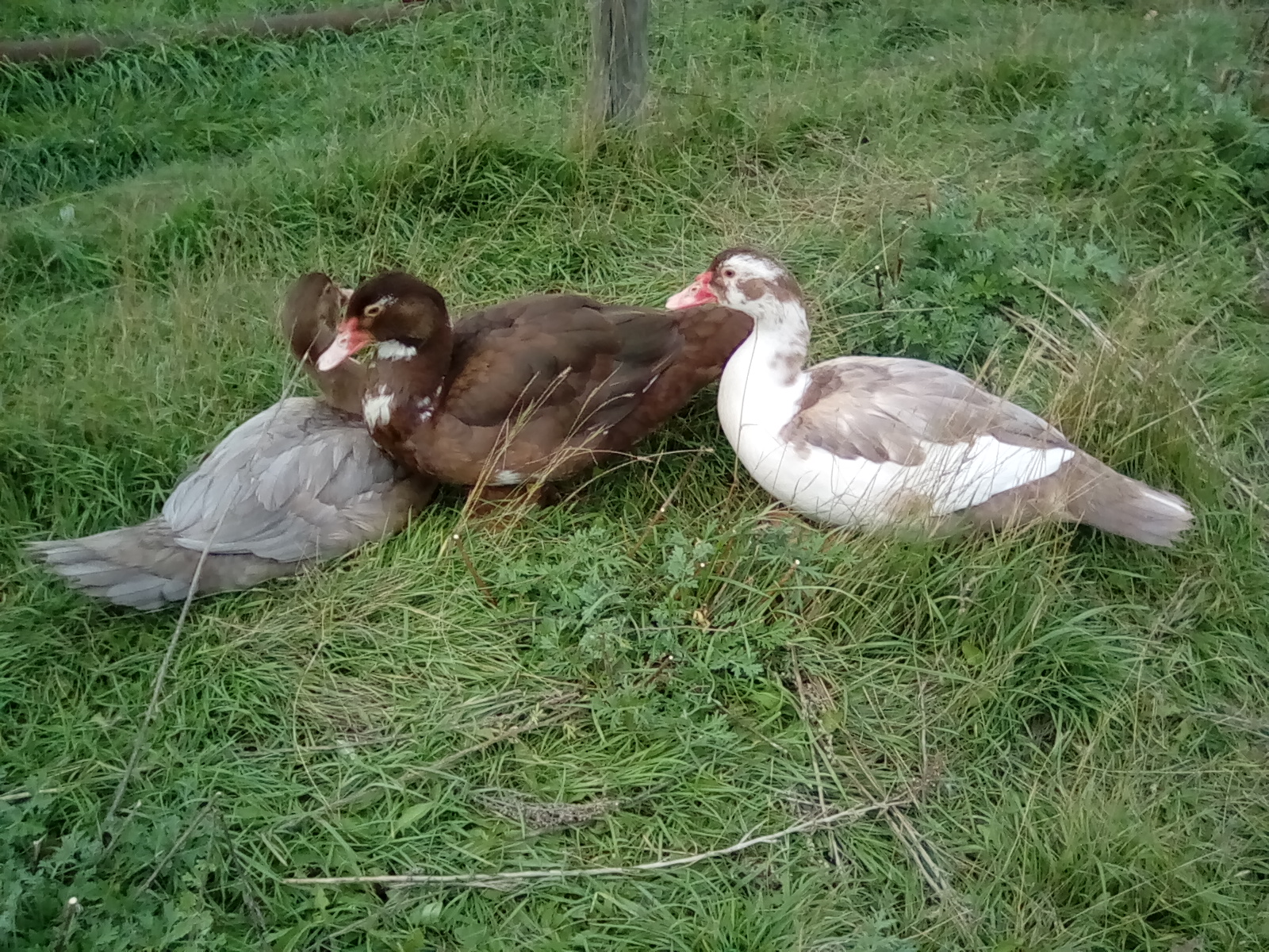 Muscovy Drakelets