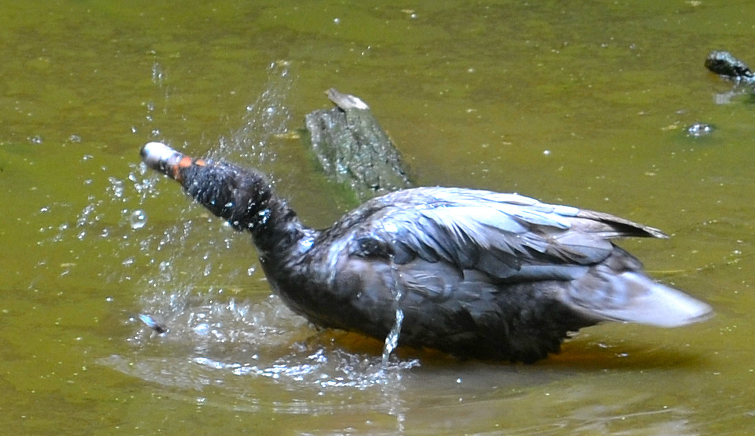Muscovy duck playing in the pond