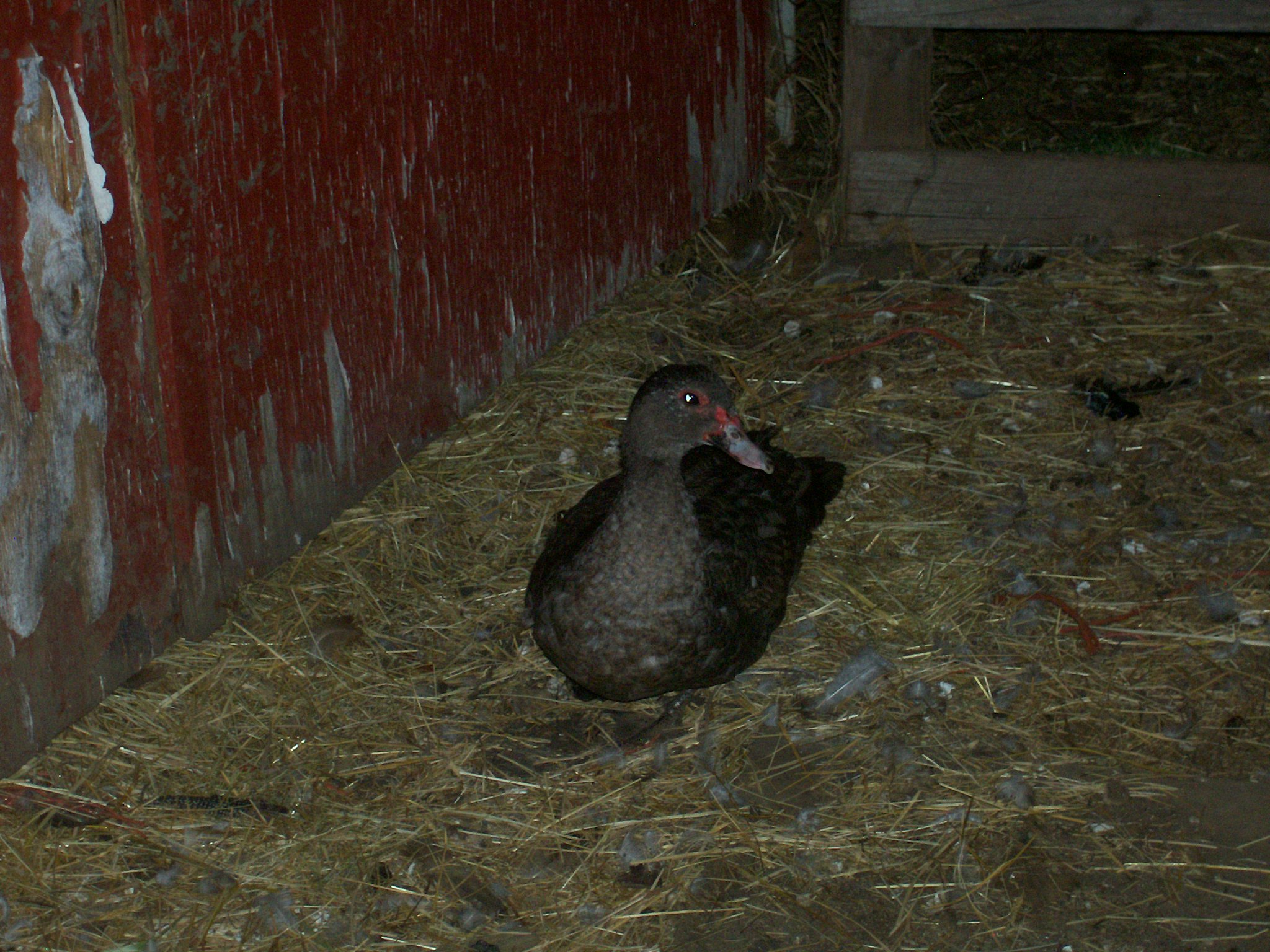 Muscovy duck