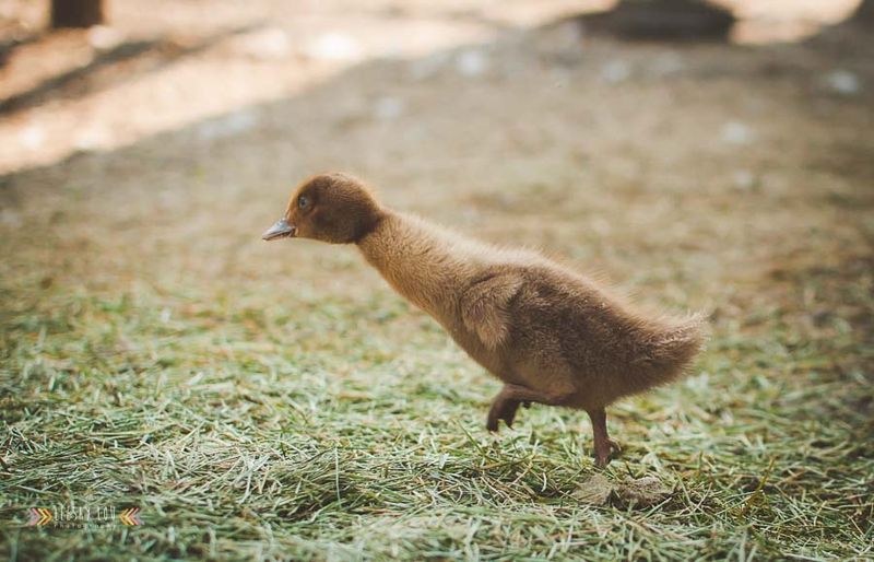 Muscovy duckling