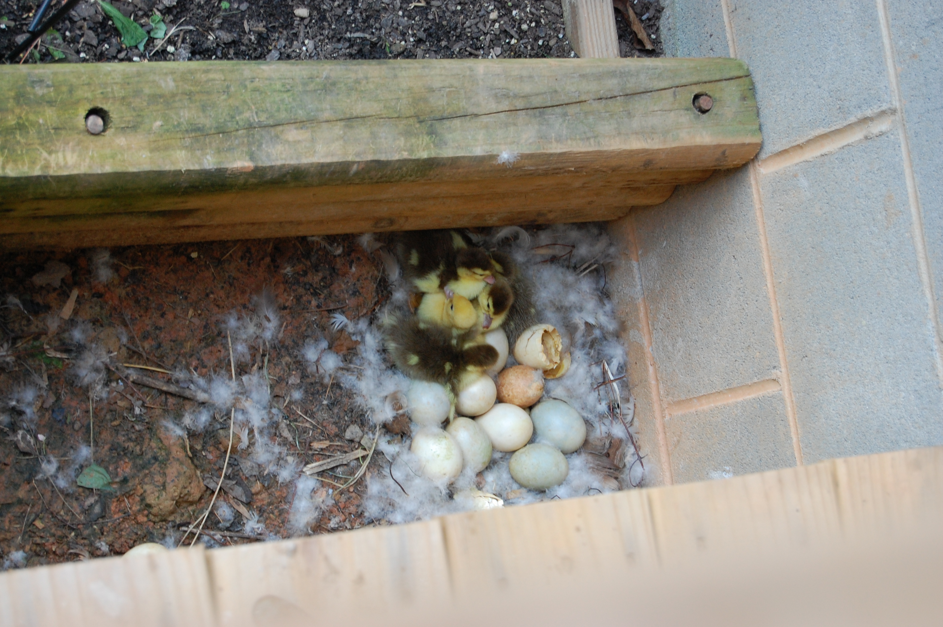 Muscovy ducklings from spring 2012