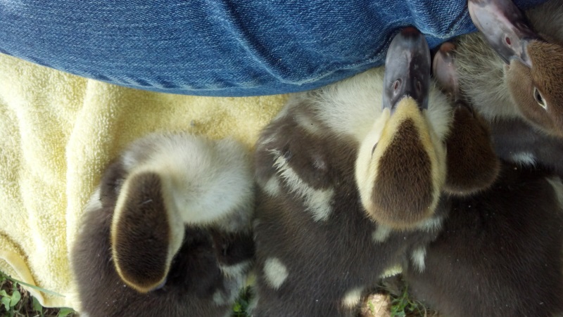 muscovy ducklings