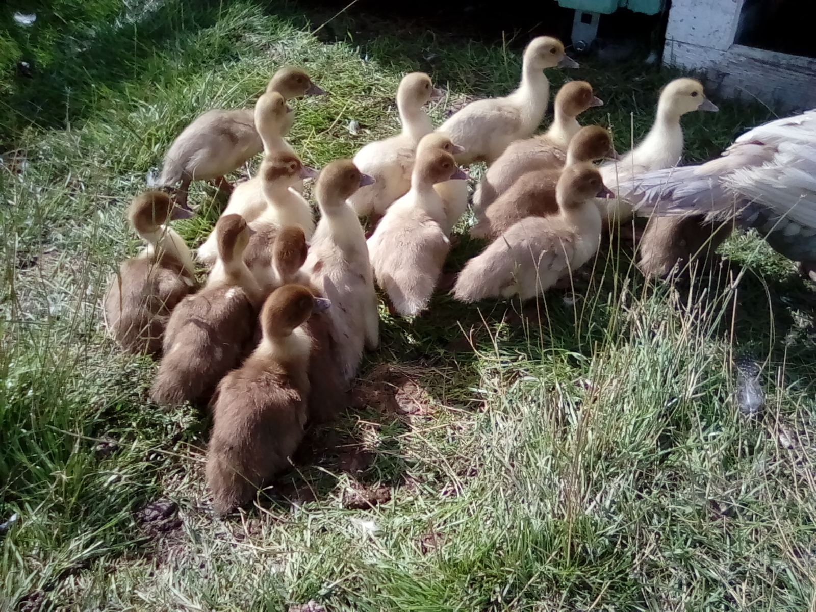 Muscovy ducklings