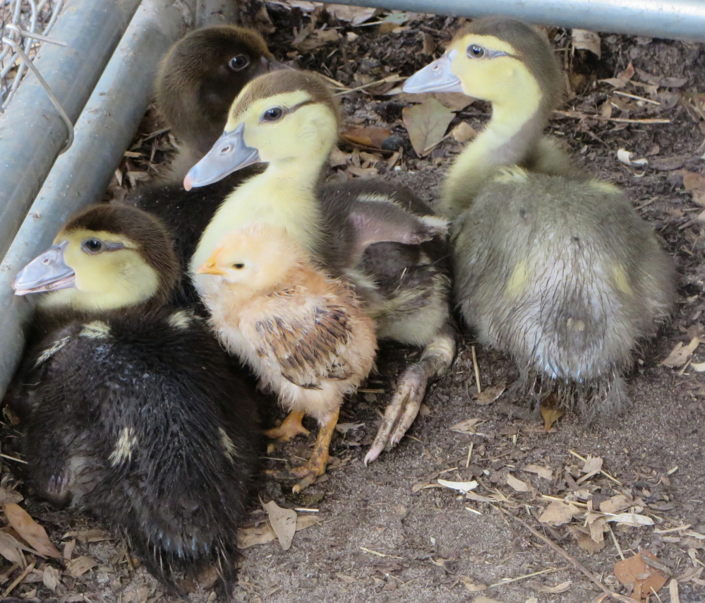 Muscovy ducks with their little brother from another mother