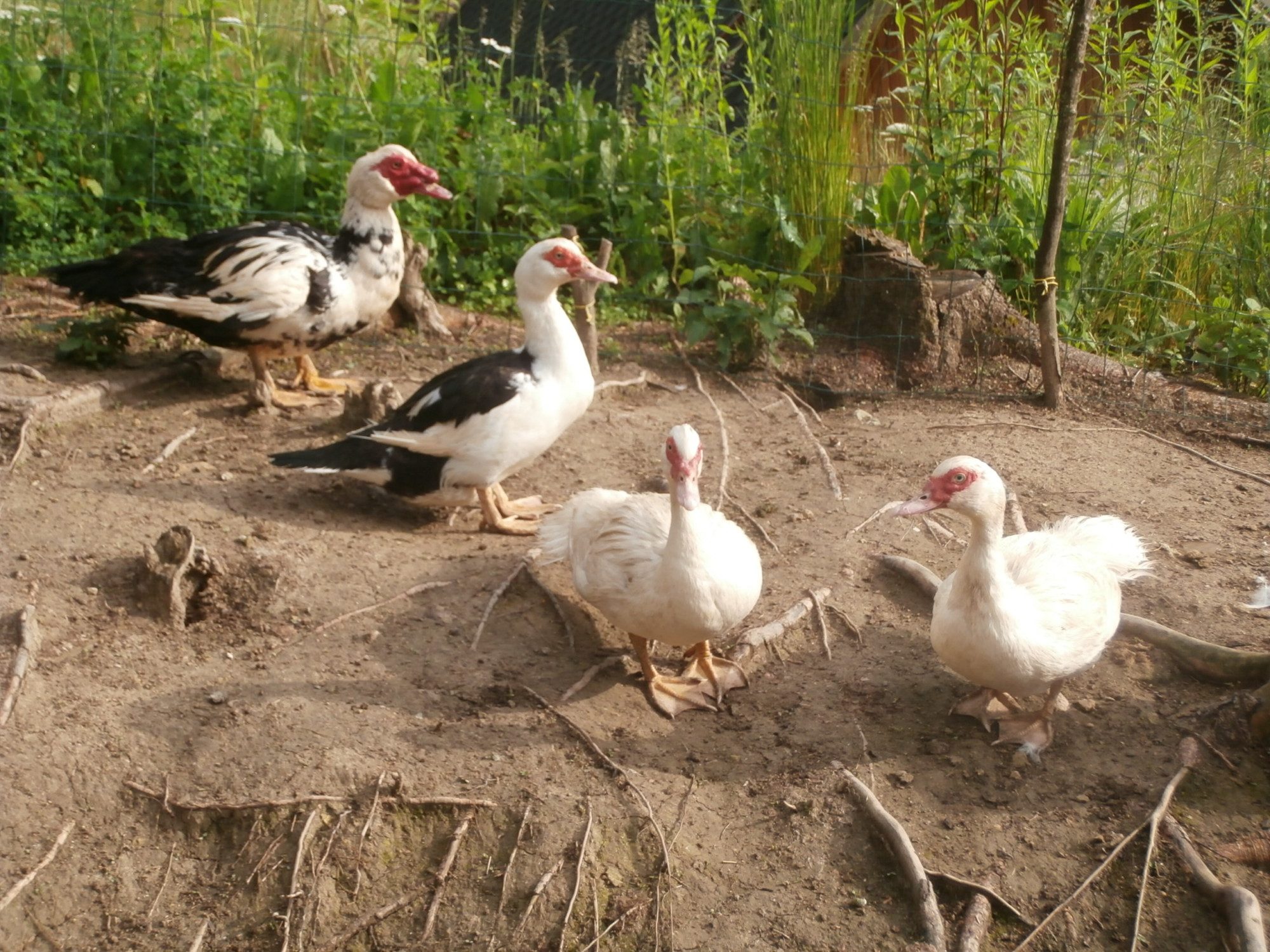 muscovy ducks