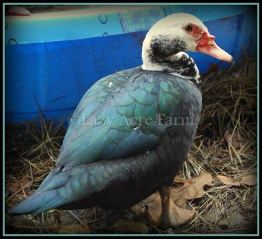 Muscovy Hen