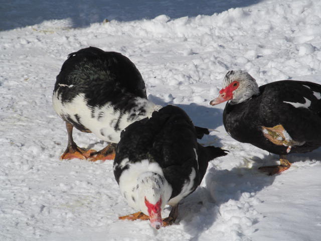 Muscovy in the snow
Chicken Duck has cold feeet