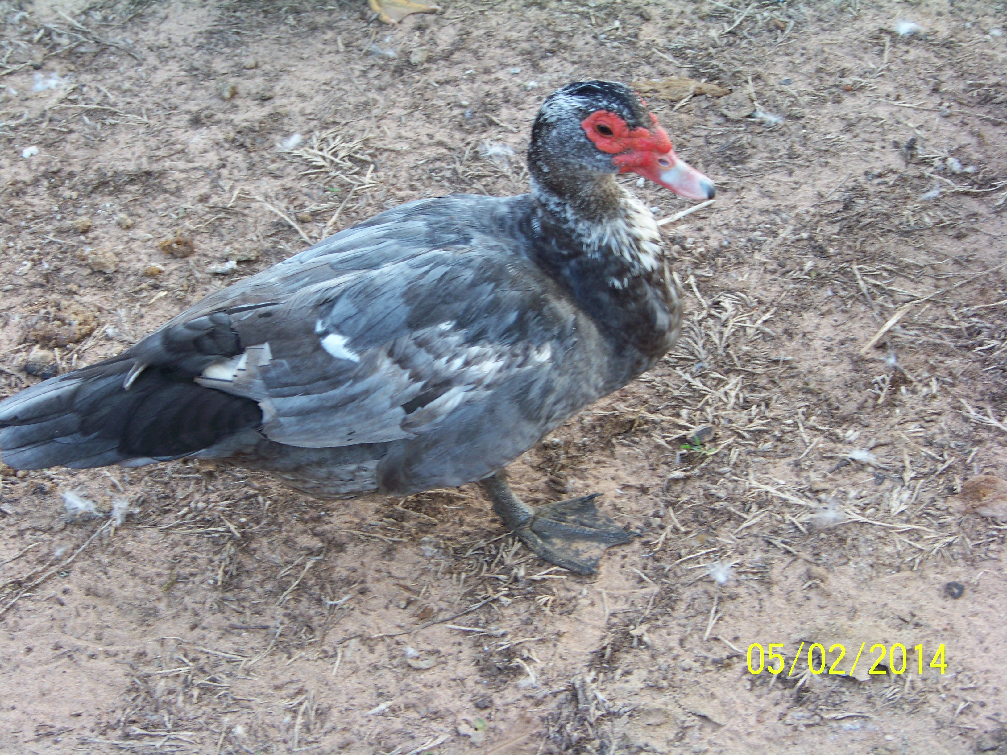 Muscovy Male marble gray