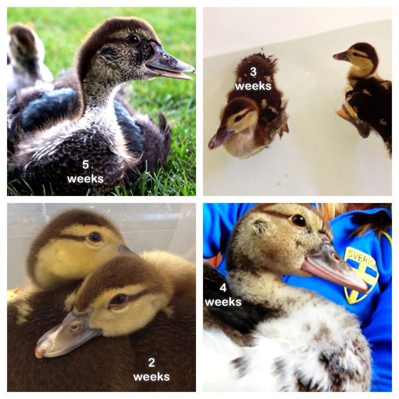 Muscovy - week by week
