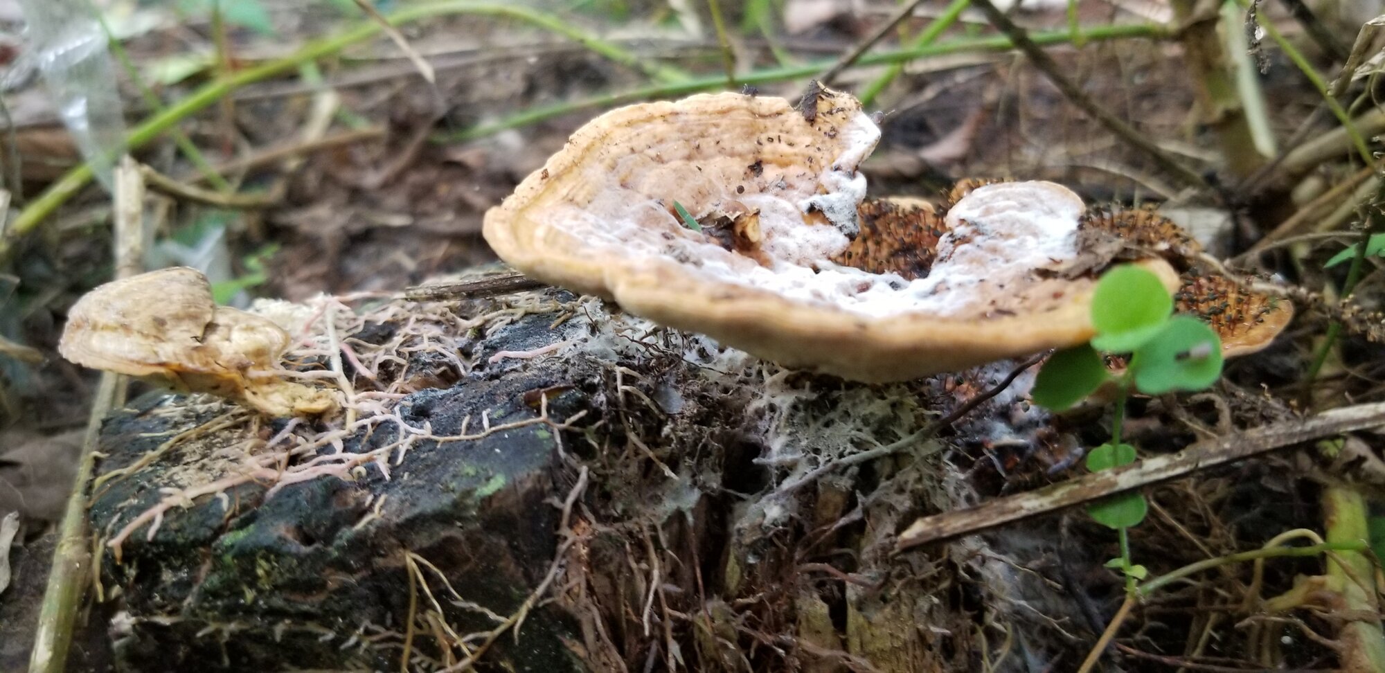 Mushroom? Fungi for sure!