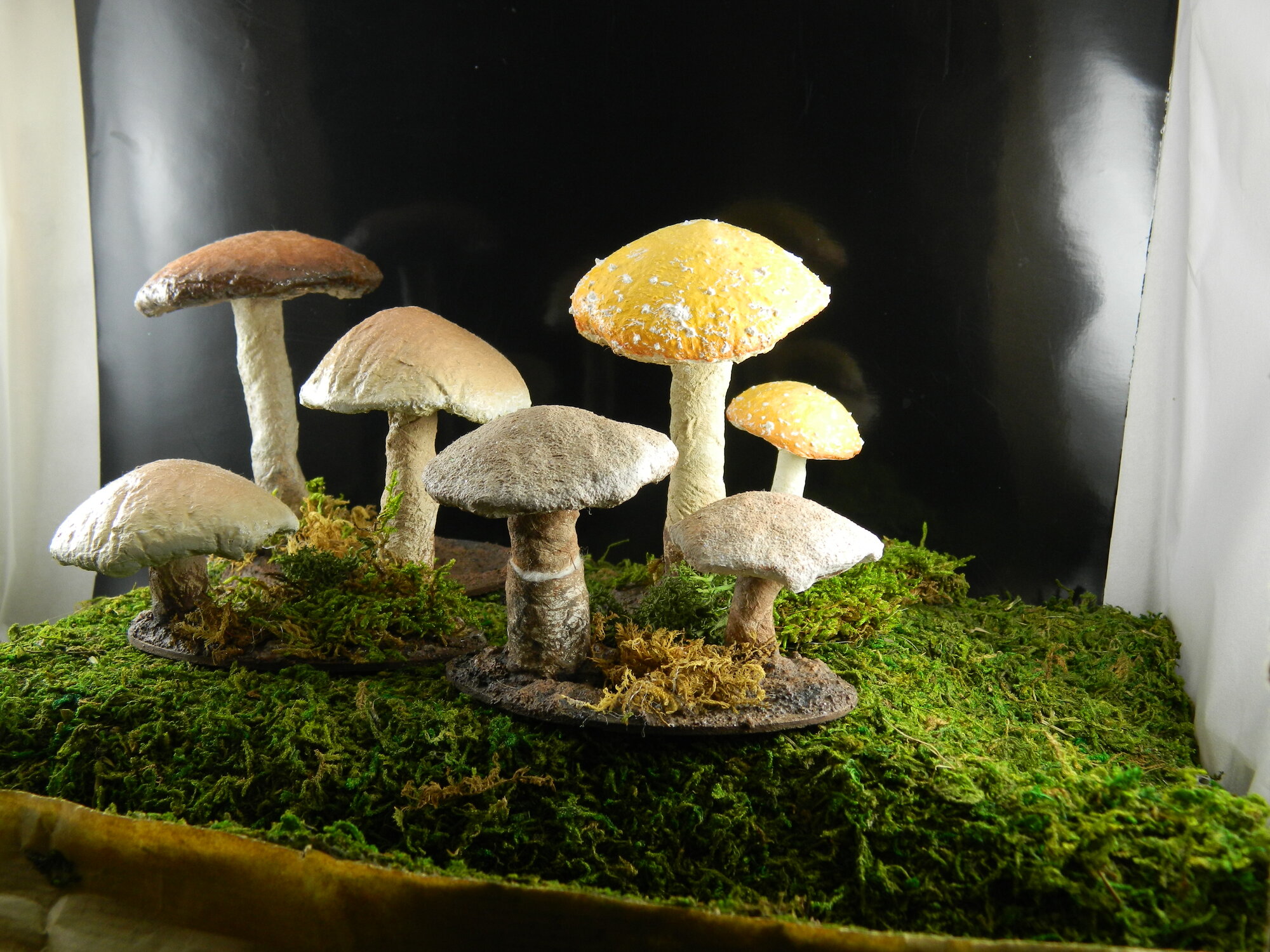 Mushroom mushroom