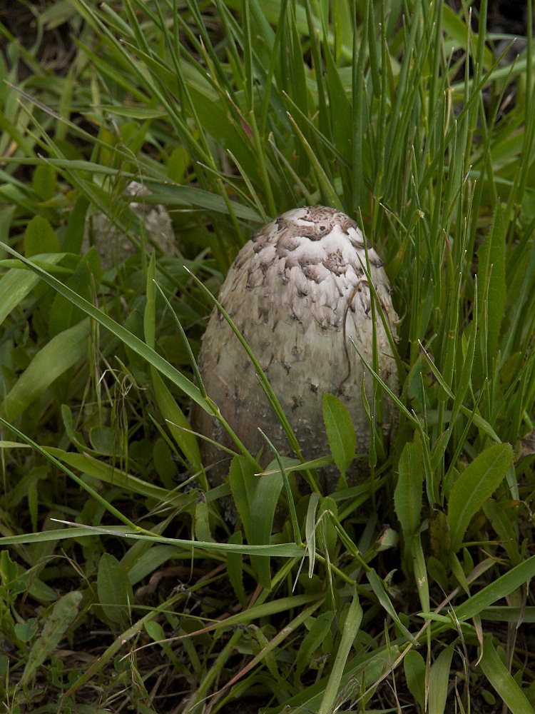 Mushroom
