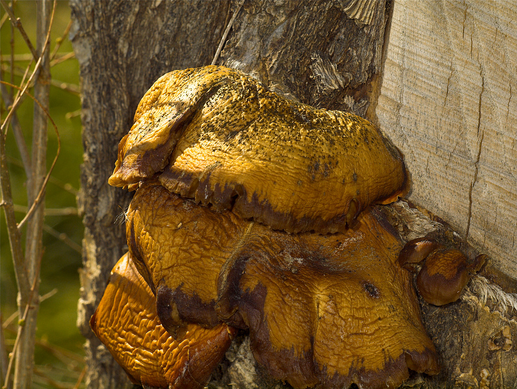 Mushroom