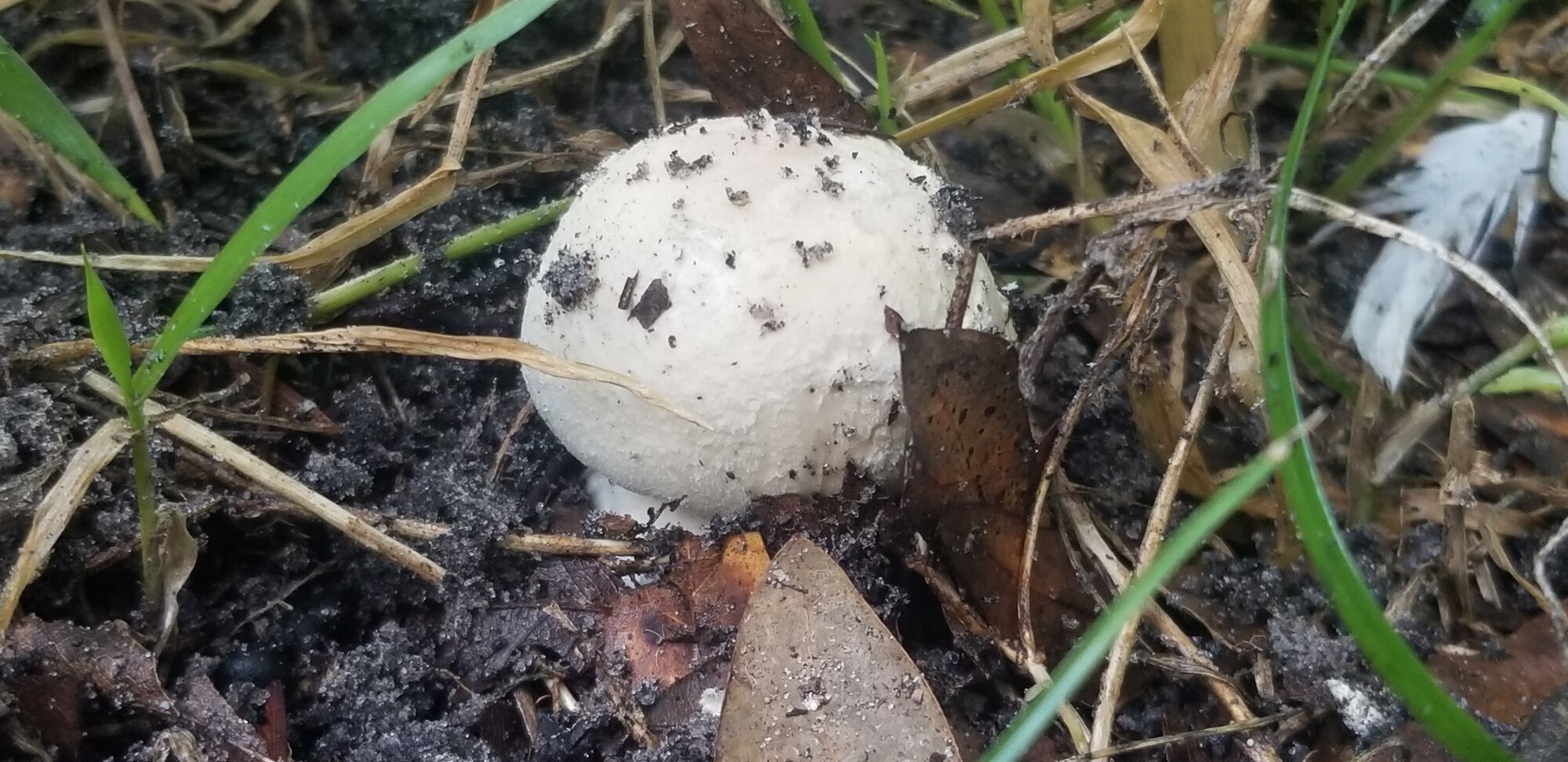 Mushroom