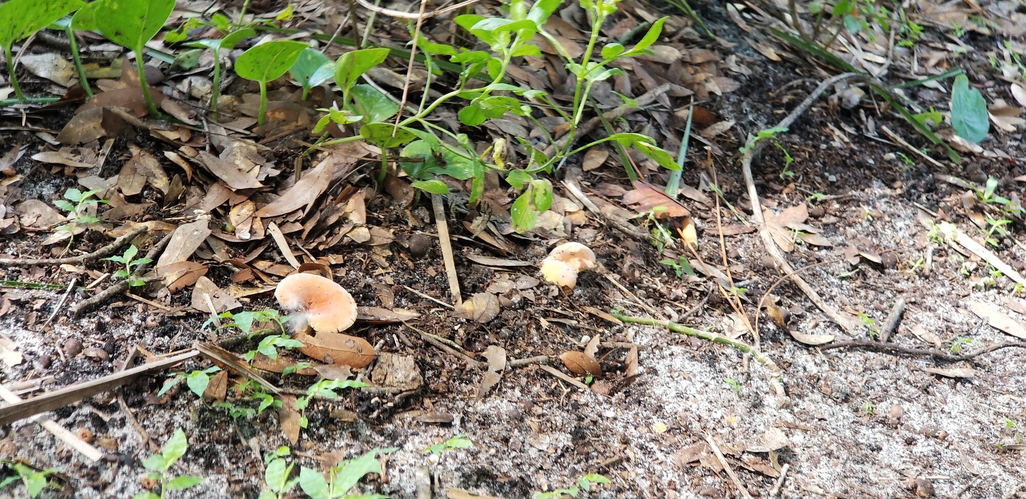 Mushrooms
