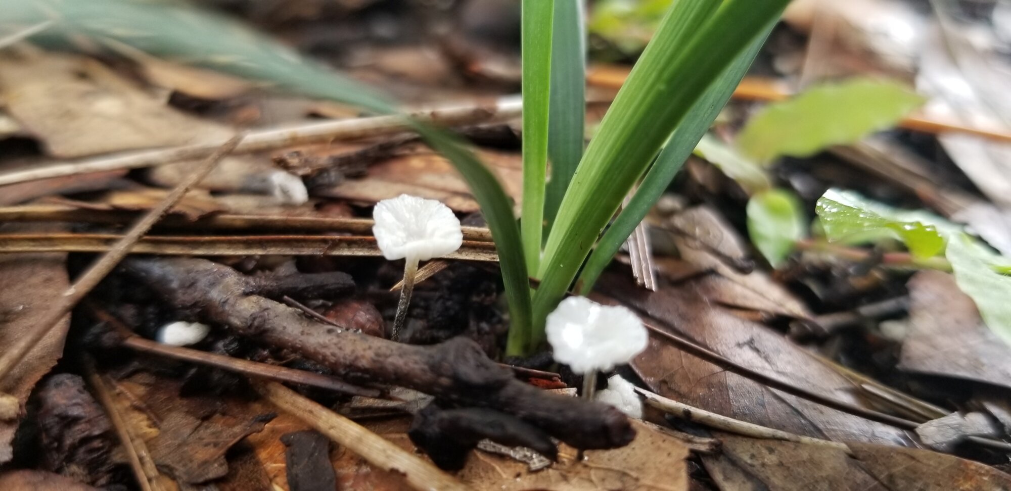 Mushrooms