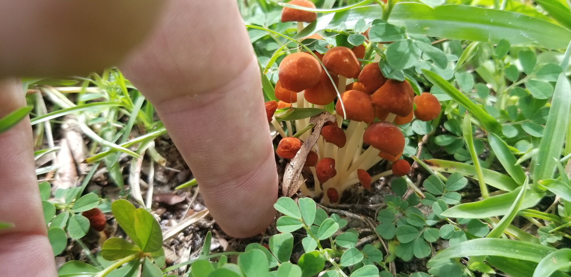 Mushrooms