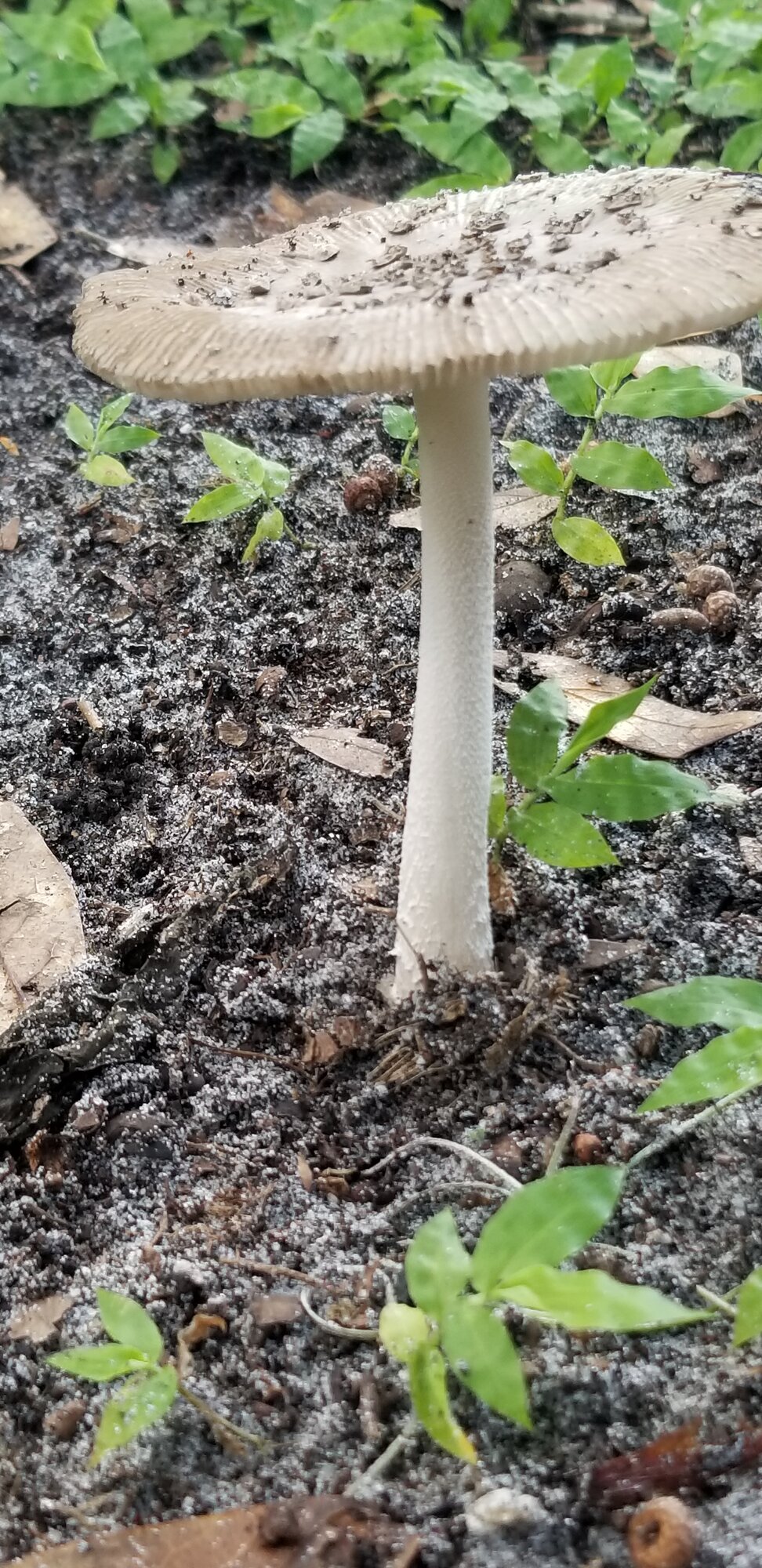 Mushrooms