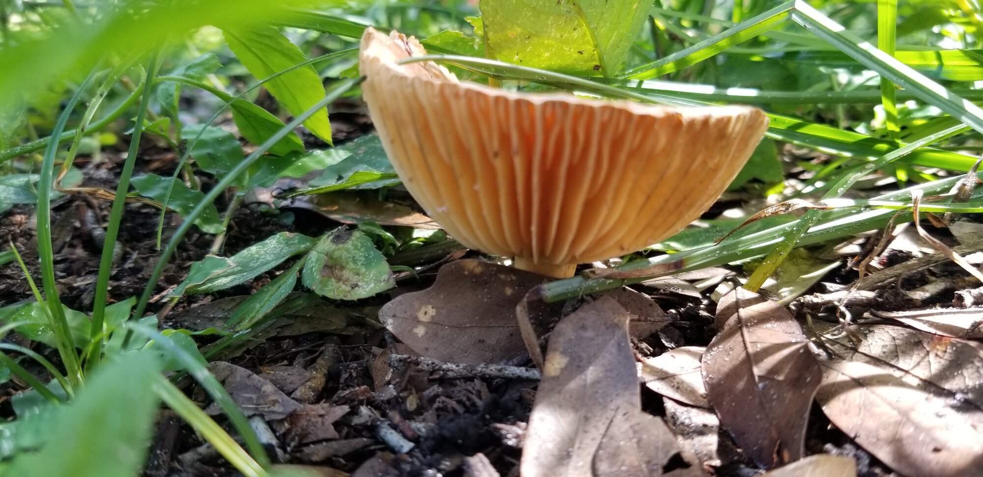 Mushrooms