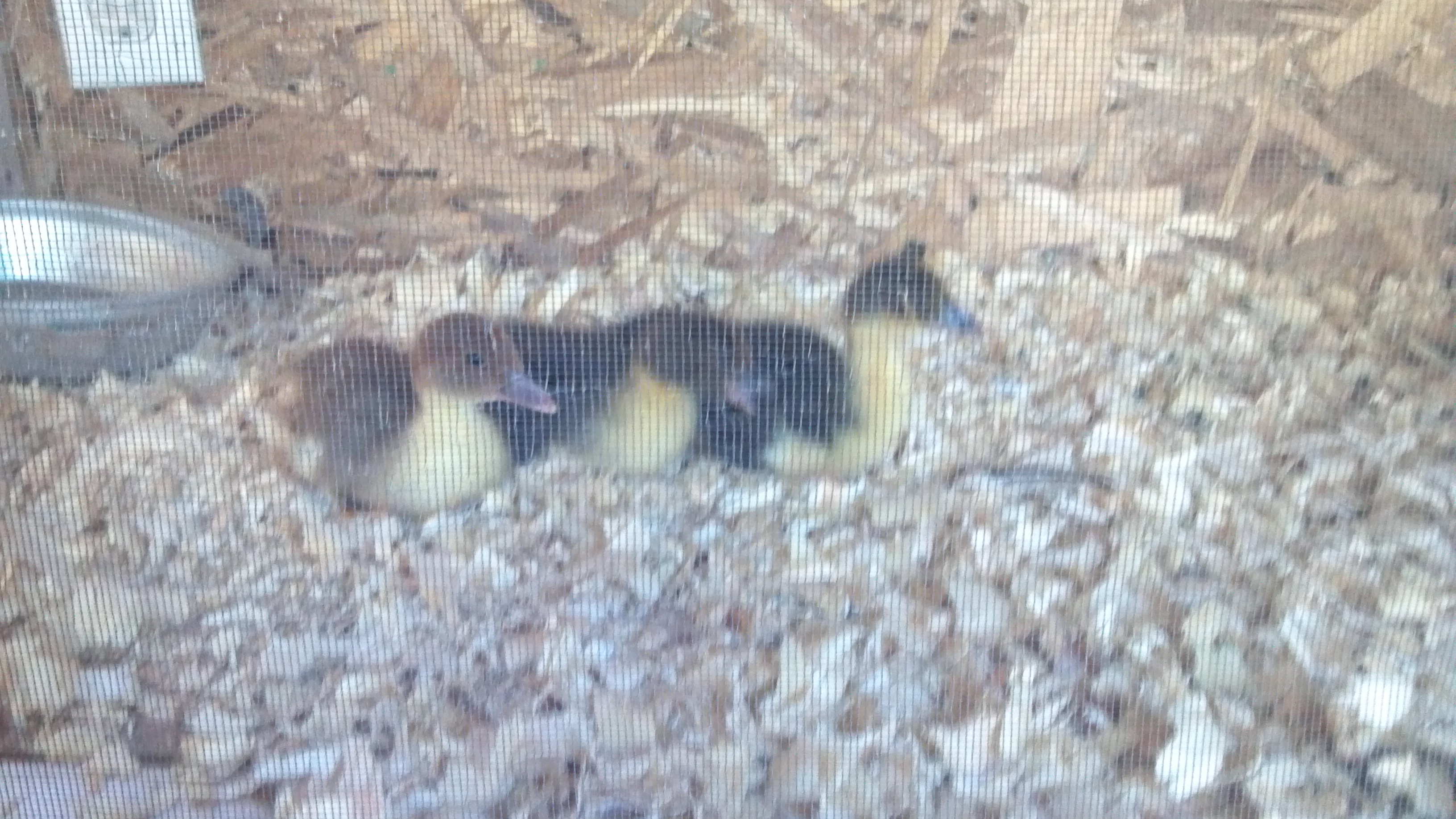 Muskovey Ducklings