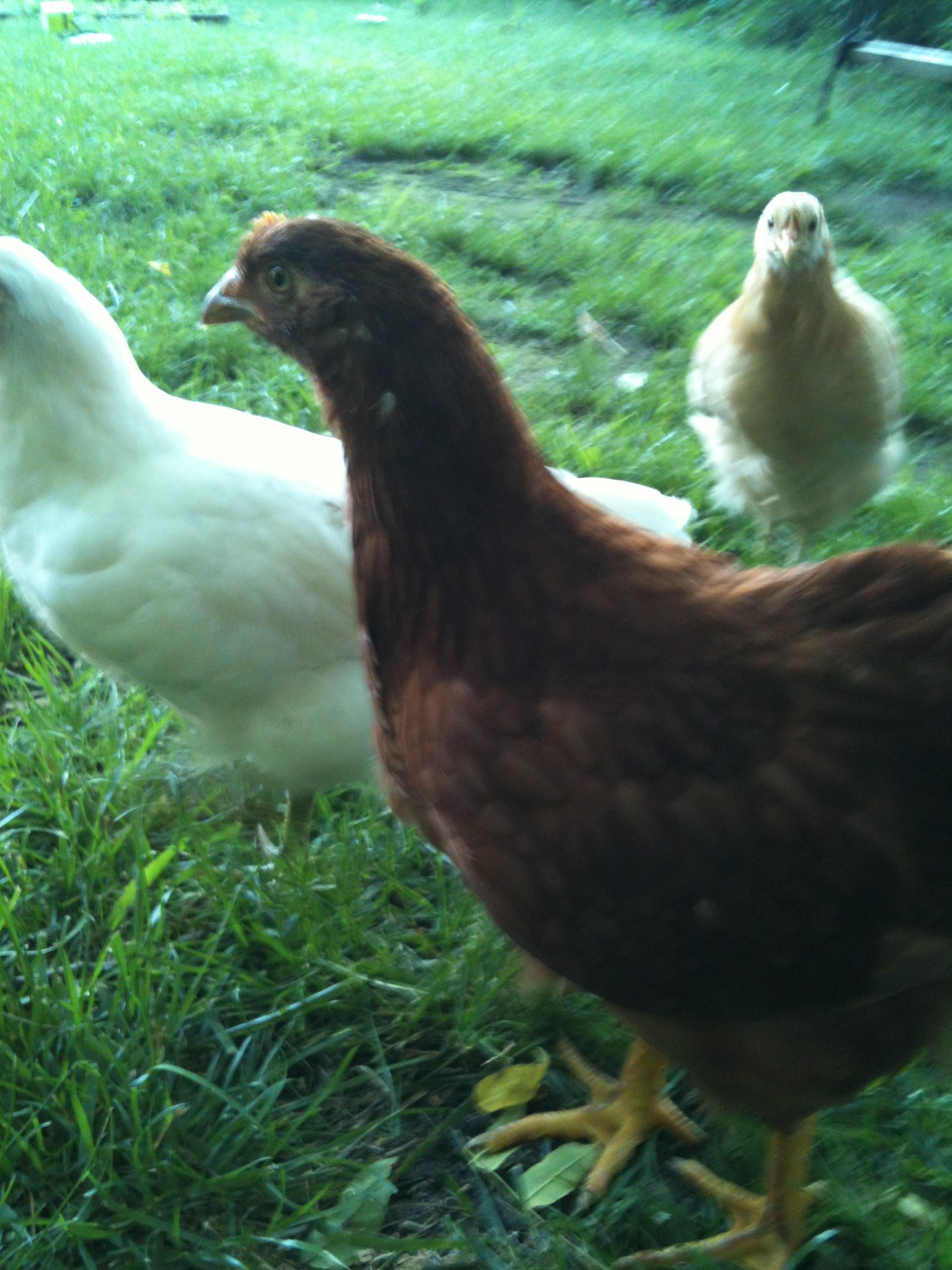 Mustard the brown orpington
Snowball, the white JG
and Toasted Zebra, the tan Orp { my 4 yr old named them}