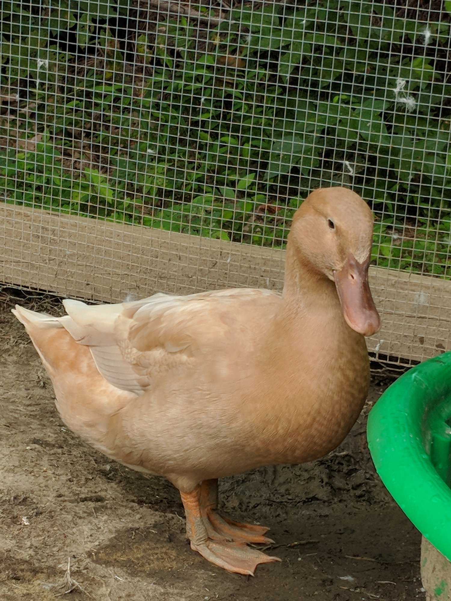 MVIMG_20180729_151149