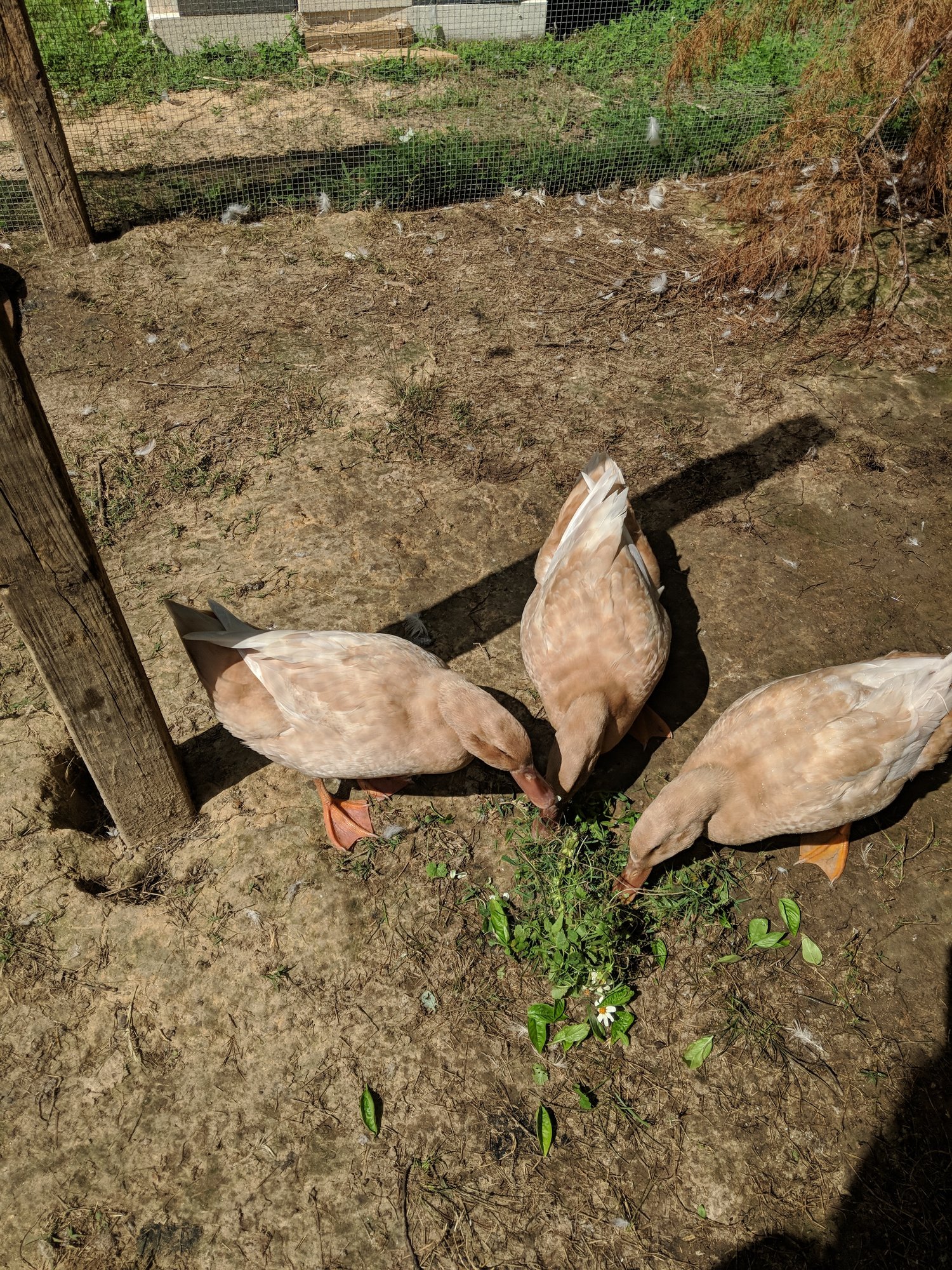 MVIMG_20180802_104527 (1)