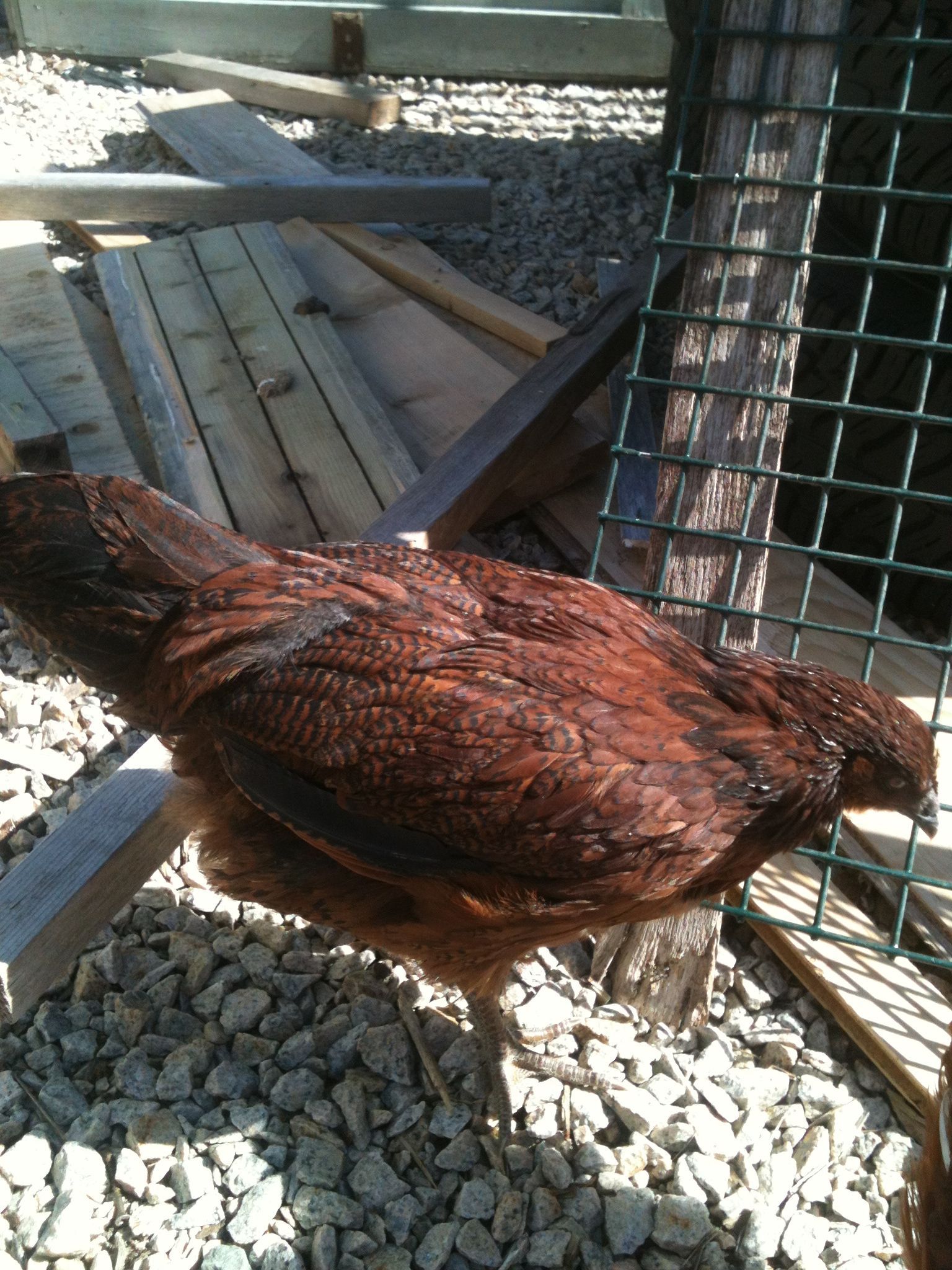 My 11 week old chick. This is the first chick that I hatched.