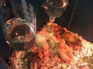 My 12 babies are a week old today