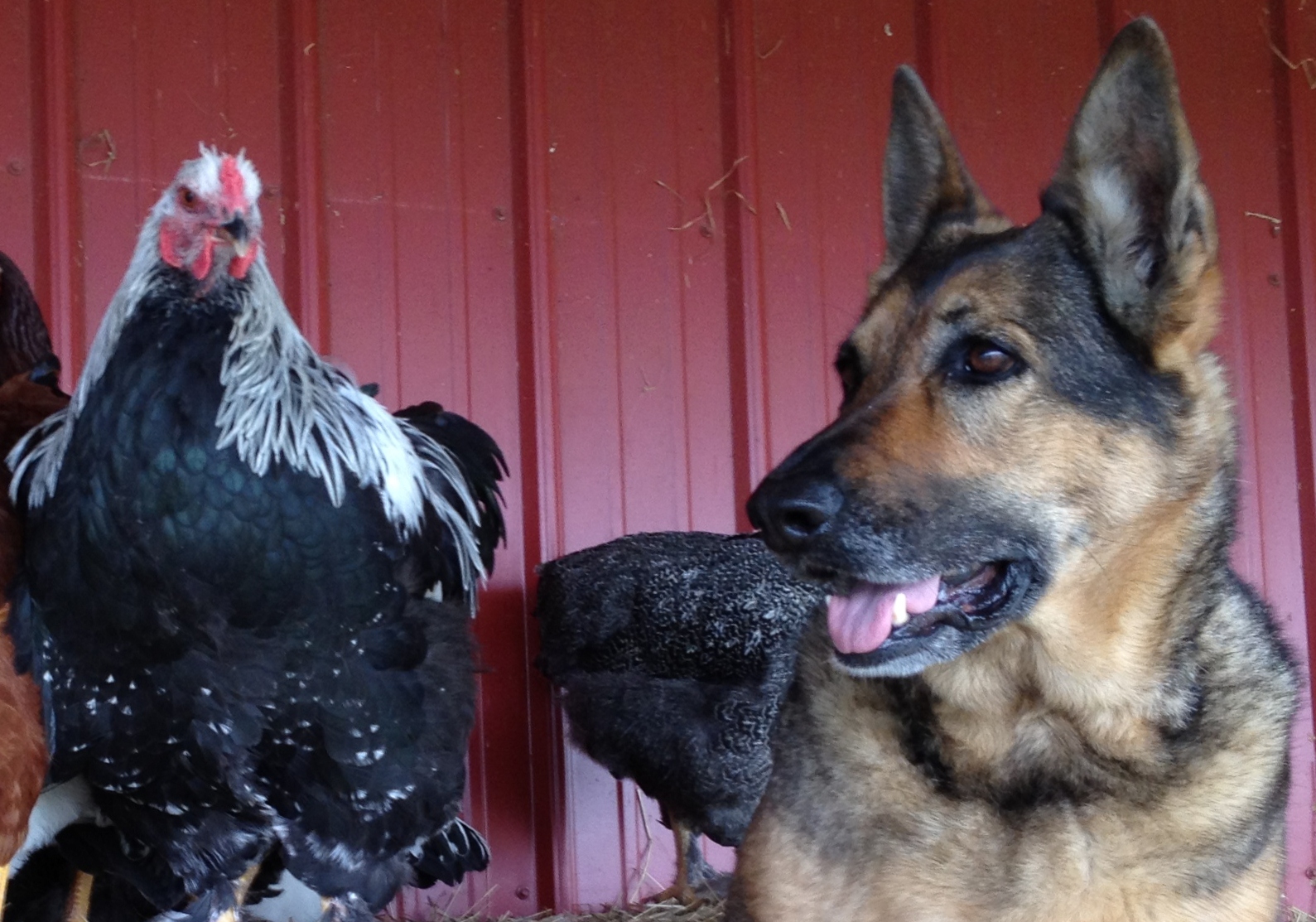 My 19 week old Dark Brahma "BaRock O'Brahma"

IMG_1005.JPG