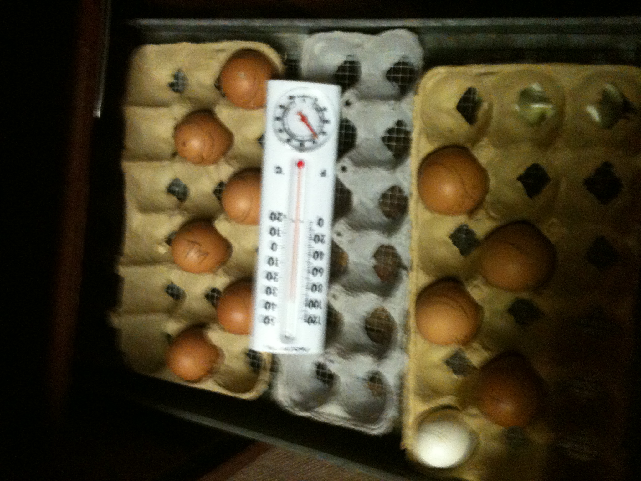 my 1st batch