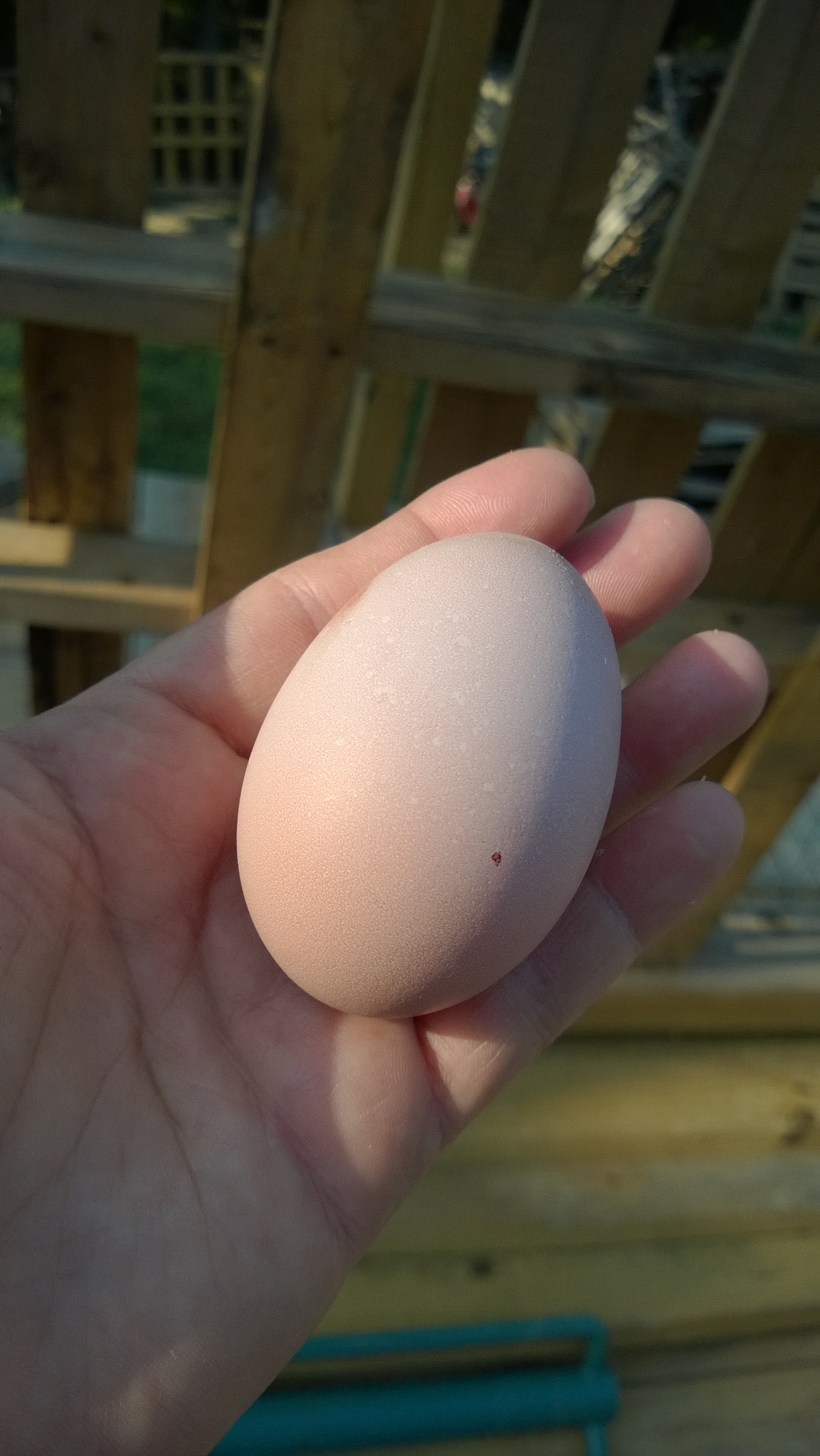 my 1st egg