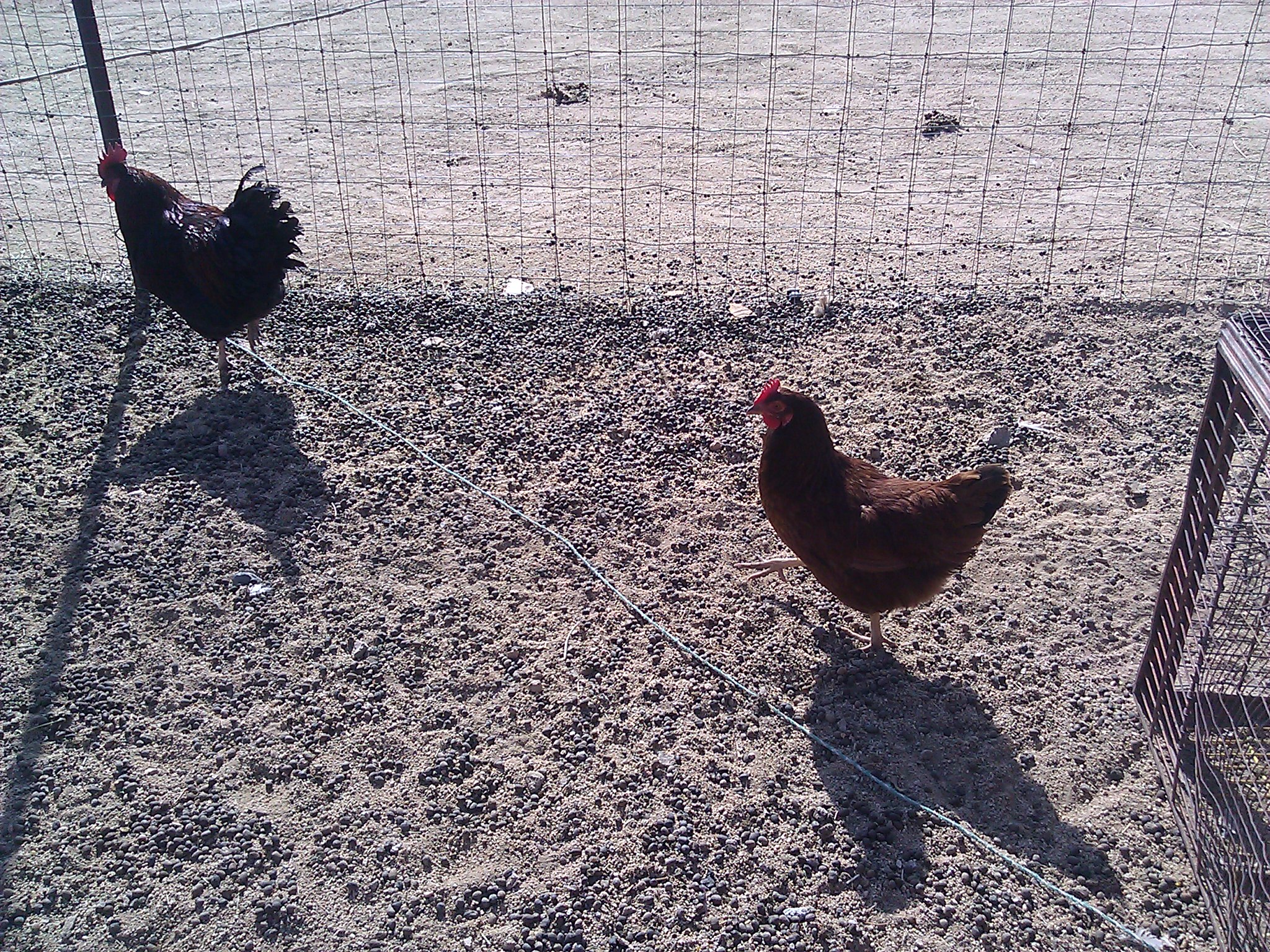my 1st hen and ruster